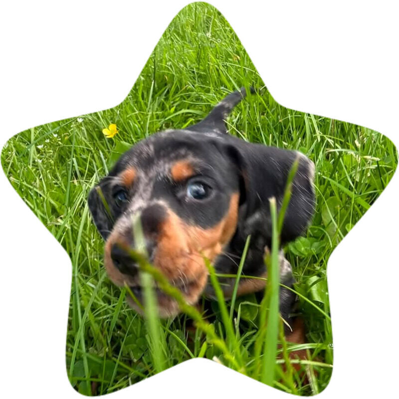 otis