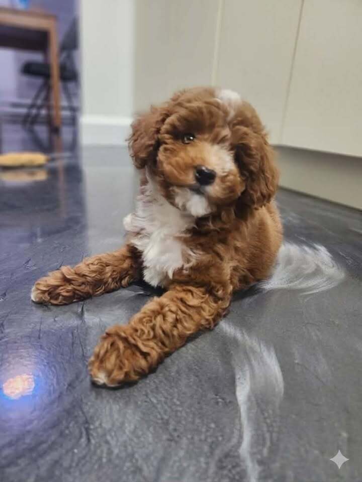 Eddie