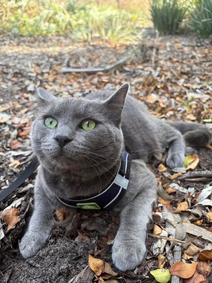 Zuko
