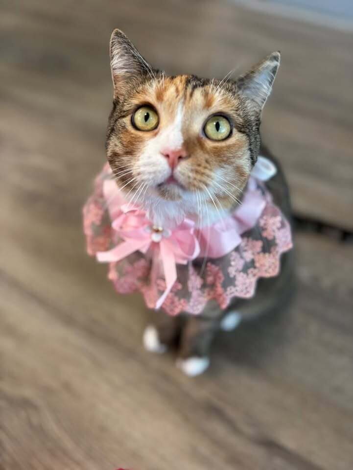 Gypsy Sue