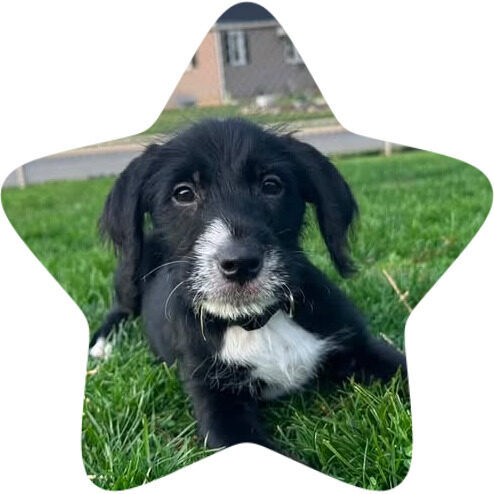 brady