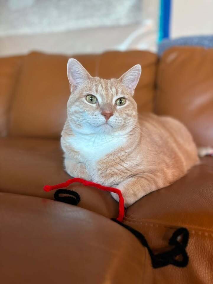 Pip