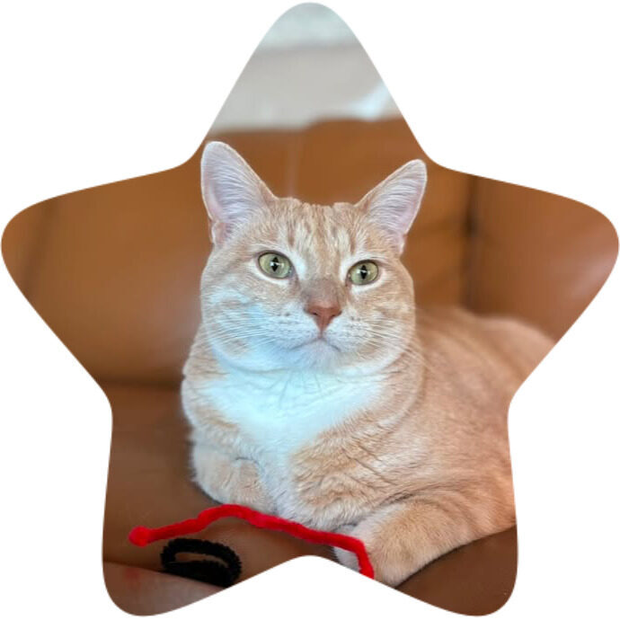 pip